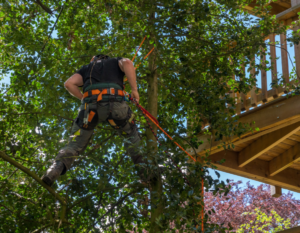 Best Time to Trim Trees in Texas