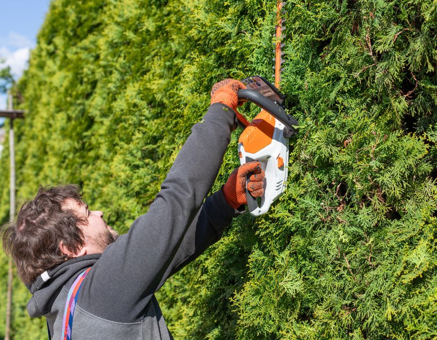 Tree Trimming and Maintenance